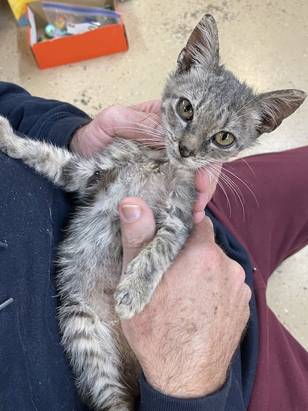 TROOPER - Domestic Short Hair available for adoption