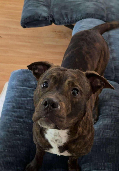 picture of the dog needing adoption