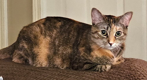 picture of the cat needing adoption