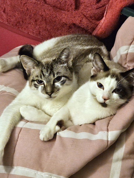 picture of the cat needing adoption