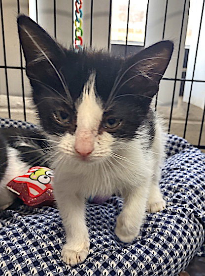 picture of the cat needing adoption