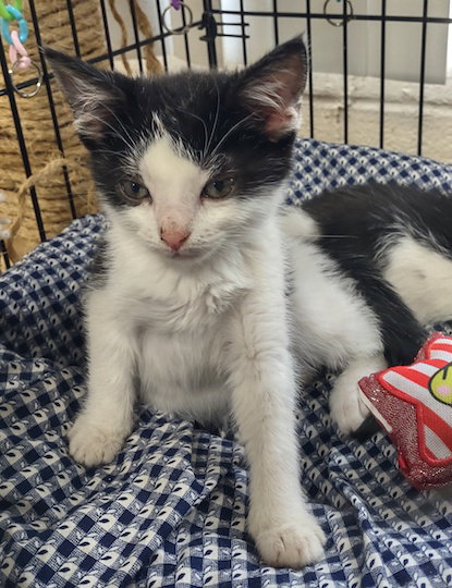 picture of the cat needing adoption