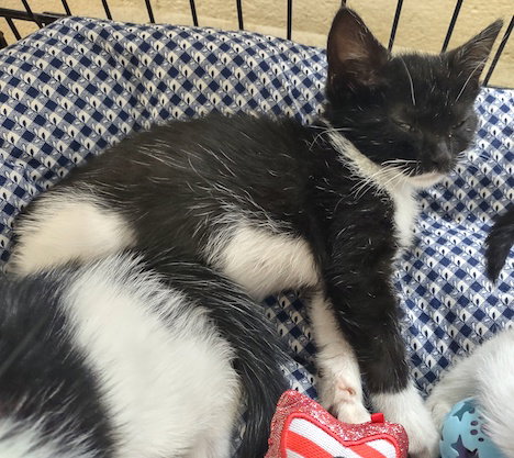 picture of the cat needing adoption