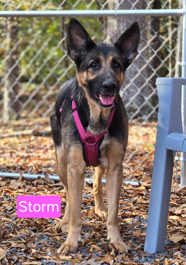 Storm