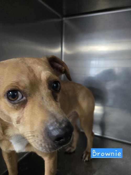 picture of the dog needing adoption