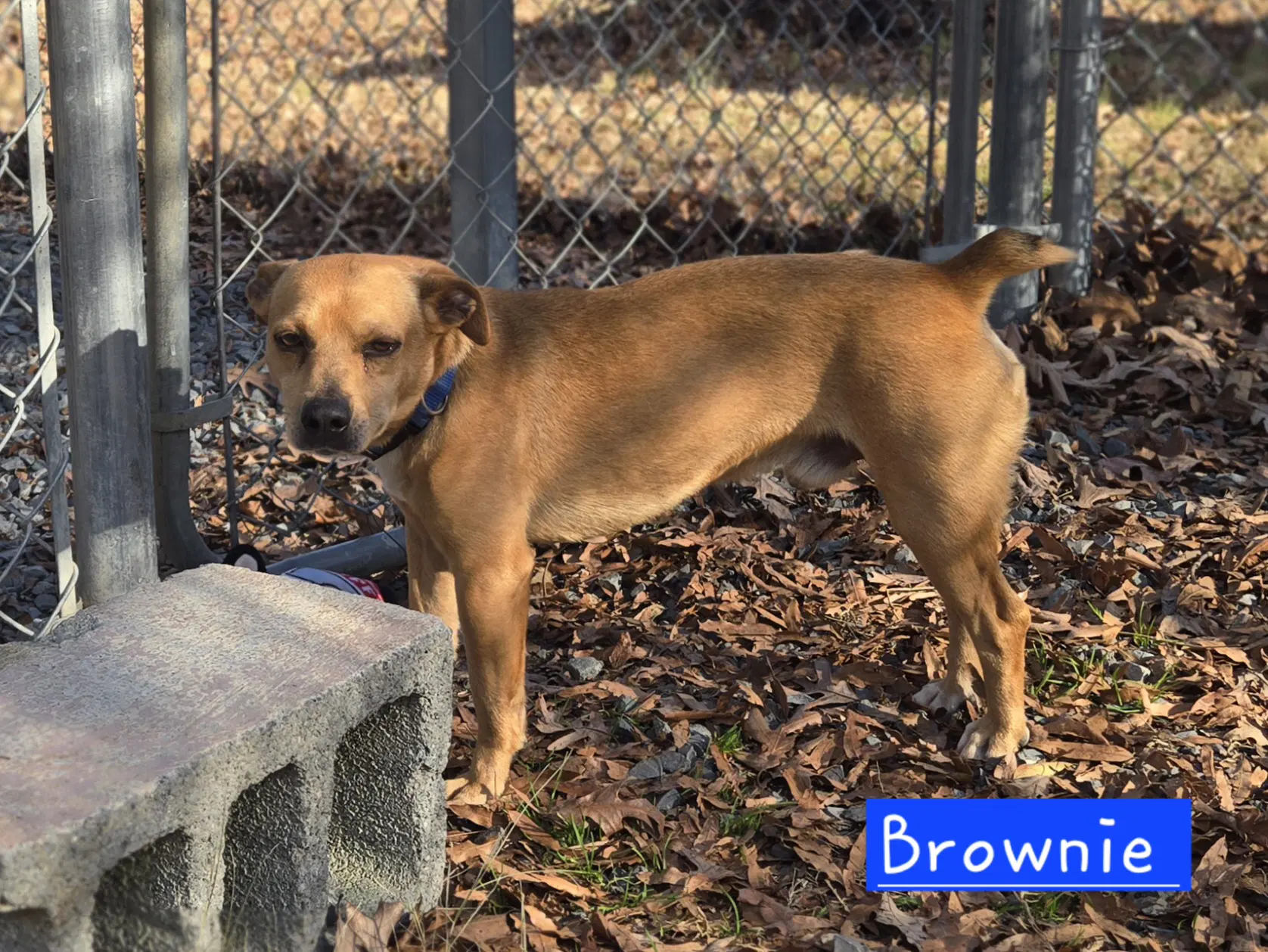 Brownie - Rat Terrier