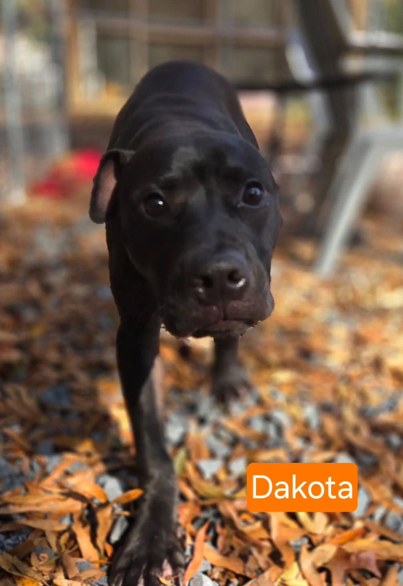 Dakota - Black Labrador Retriever