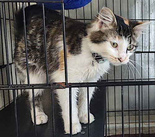 picture of the cat needing adoption