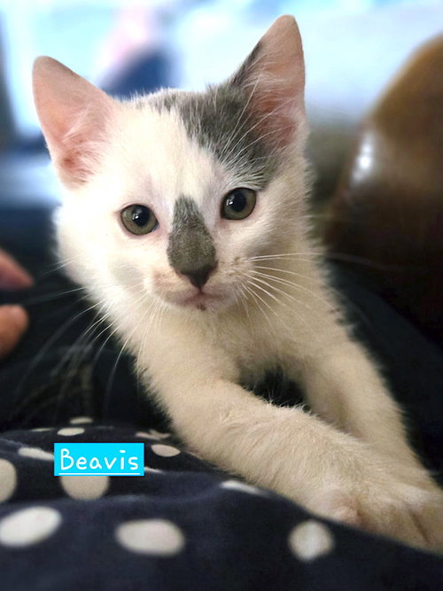 picture of the cat needing adoption