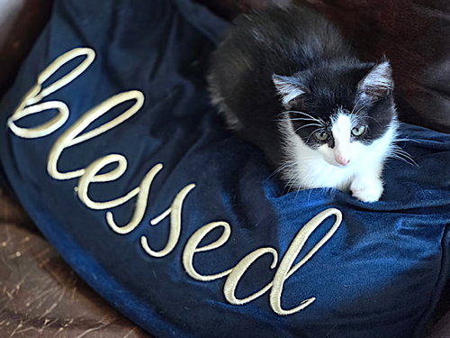 picture of the cat needing adoption