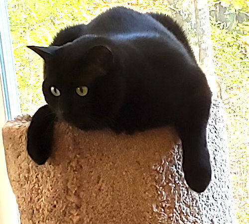 picture of the cat needing adoption