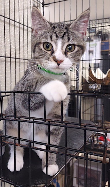 picture of the cat needing adoption