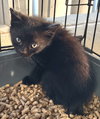 Watson - Photo 1