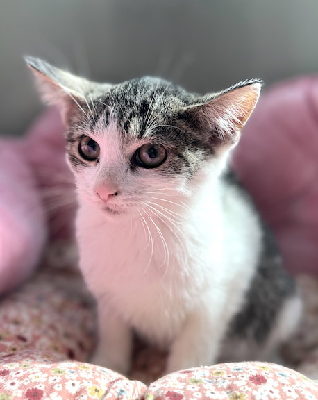picture of the cat needing adoption