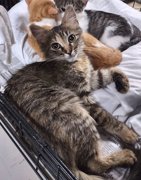 picture of the cat needing adoption