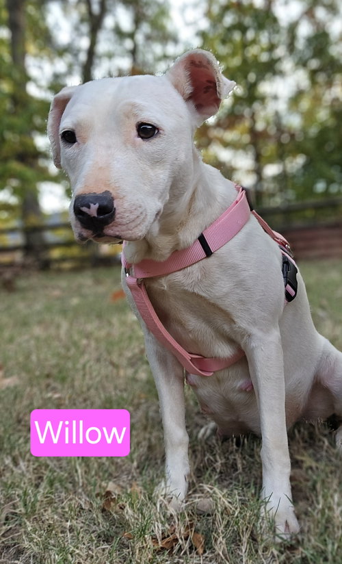 picture of the dog needing adoption