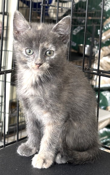 picture of the cat needing adoption