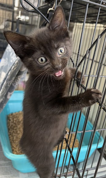 picture of the cat needing adoption