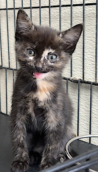 picture of the cat needing adoption