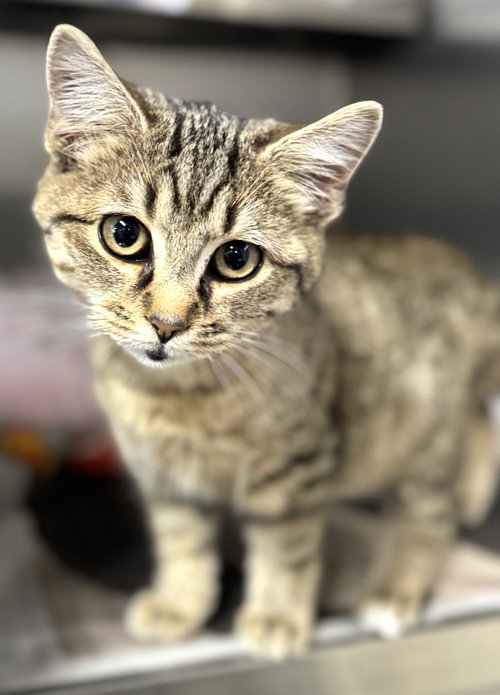 KRIS KRINGLE - Domestic Short Hair available for adoption