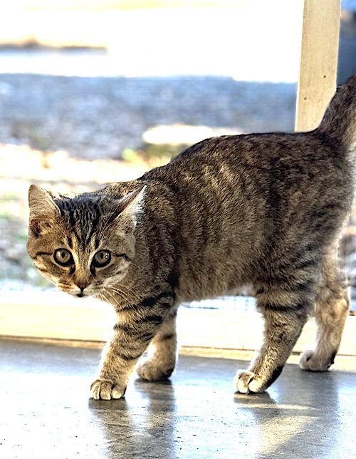 KRIS KRINGLE - Domestic Short Hair available for adoption