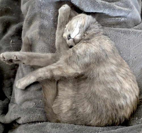FERN - Domestic Short Hair available for adoption