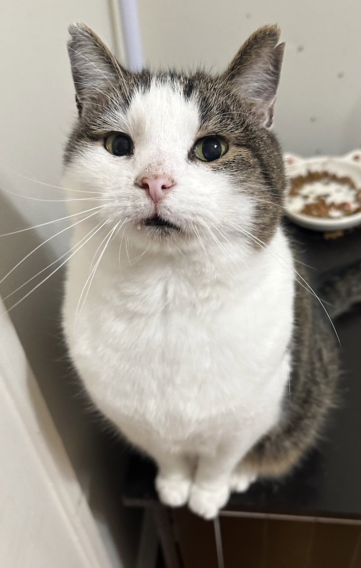 Dexter Image
