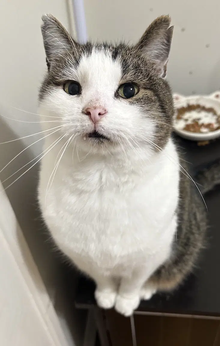 Dexter - Domestic Short Hair
