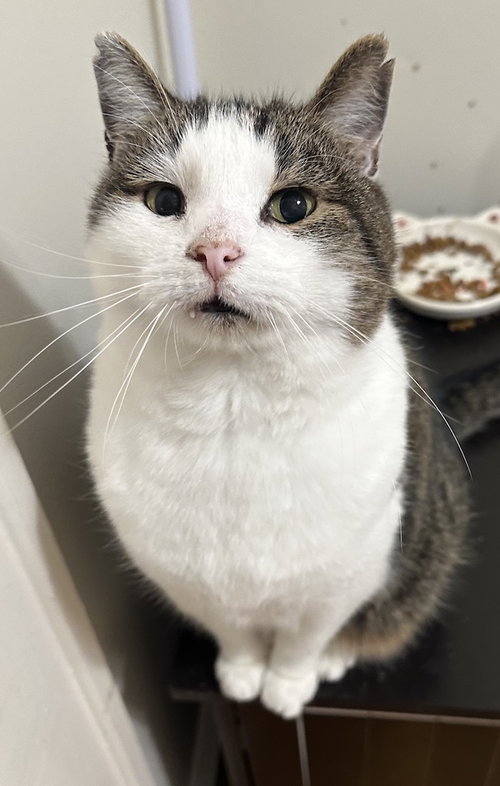 picture of the cat needing adoption