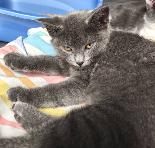picture of the cat needing adoption