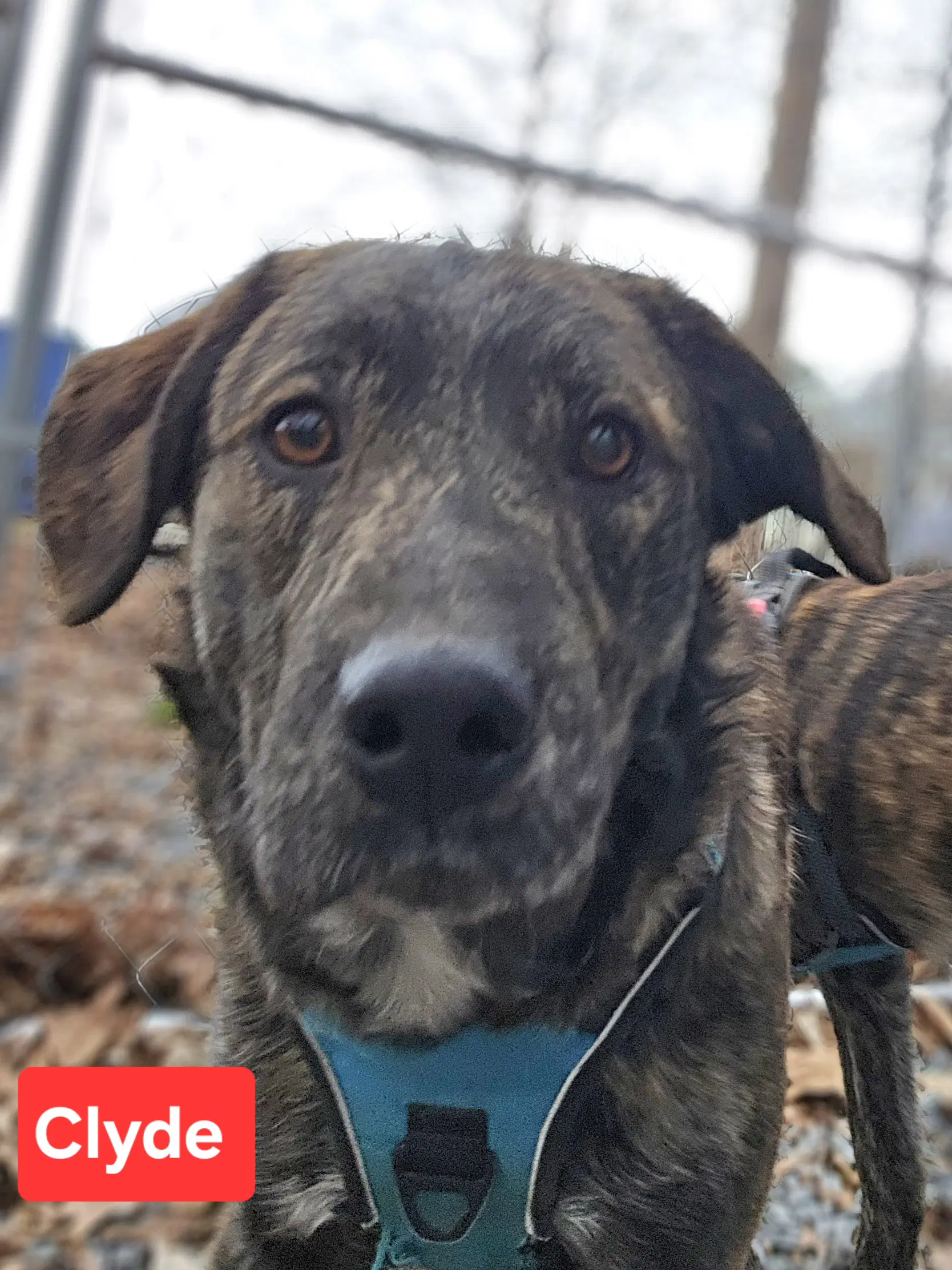 Clyde - Dutch Shepherd