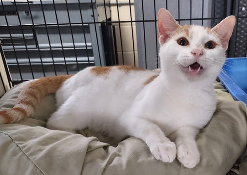 picture of the cat needing adoption