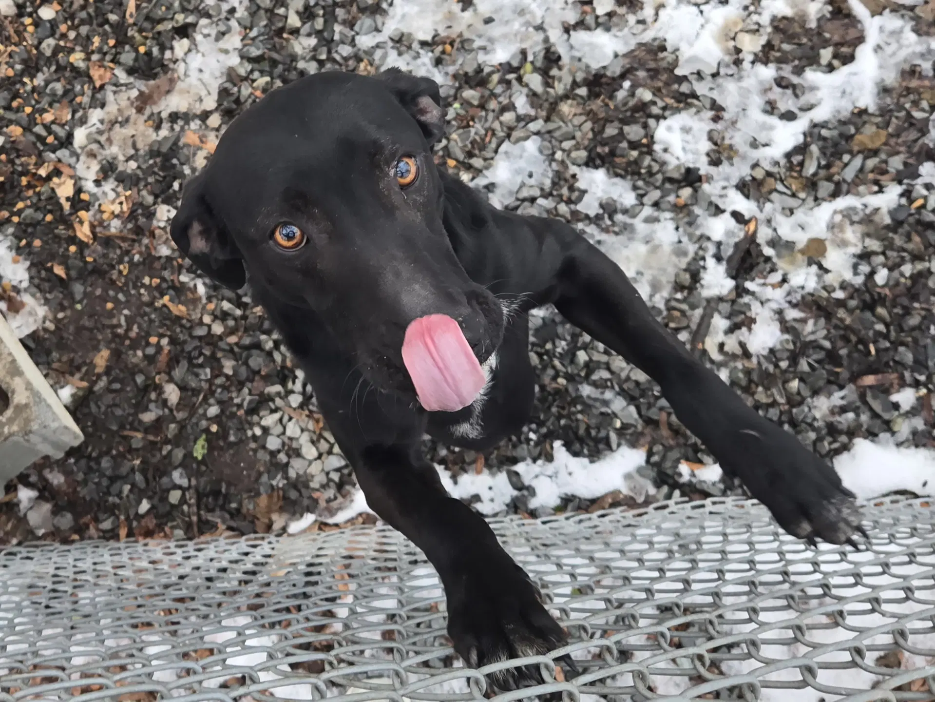 Stubbs - Hound