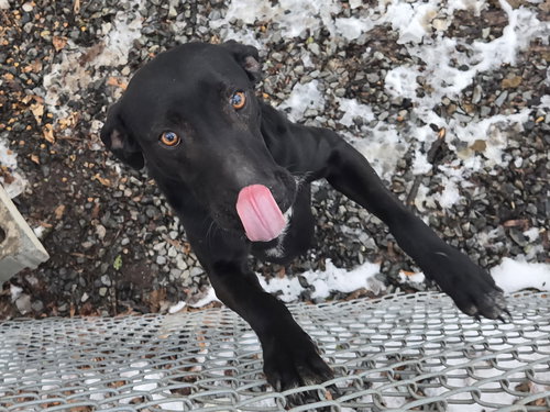 Stubbs, an adoptable Hound in Albemarle, NC