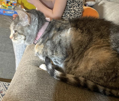 picture of the cat needing adoption