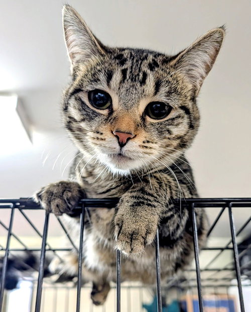 picture of the cat needing adoption