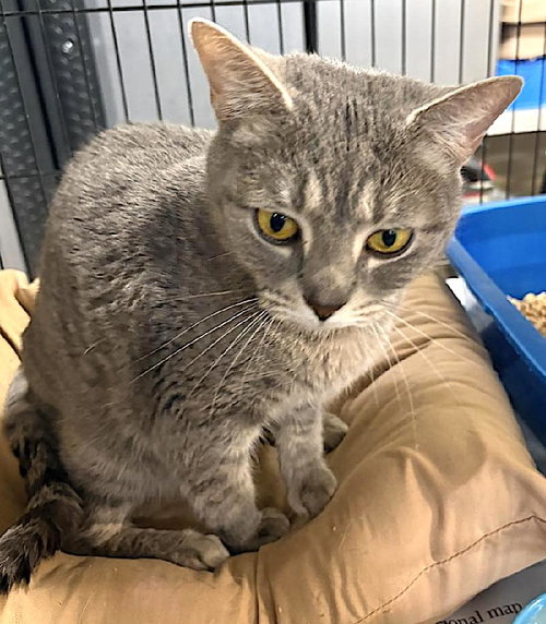 picture of the cat needing adoption