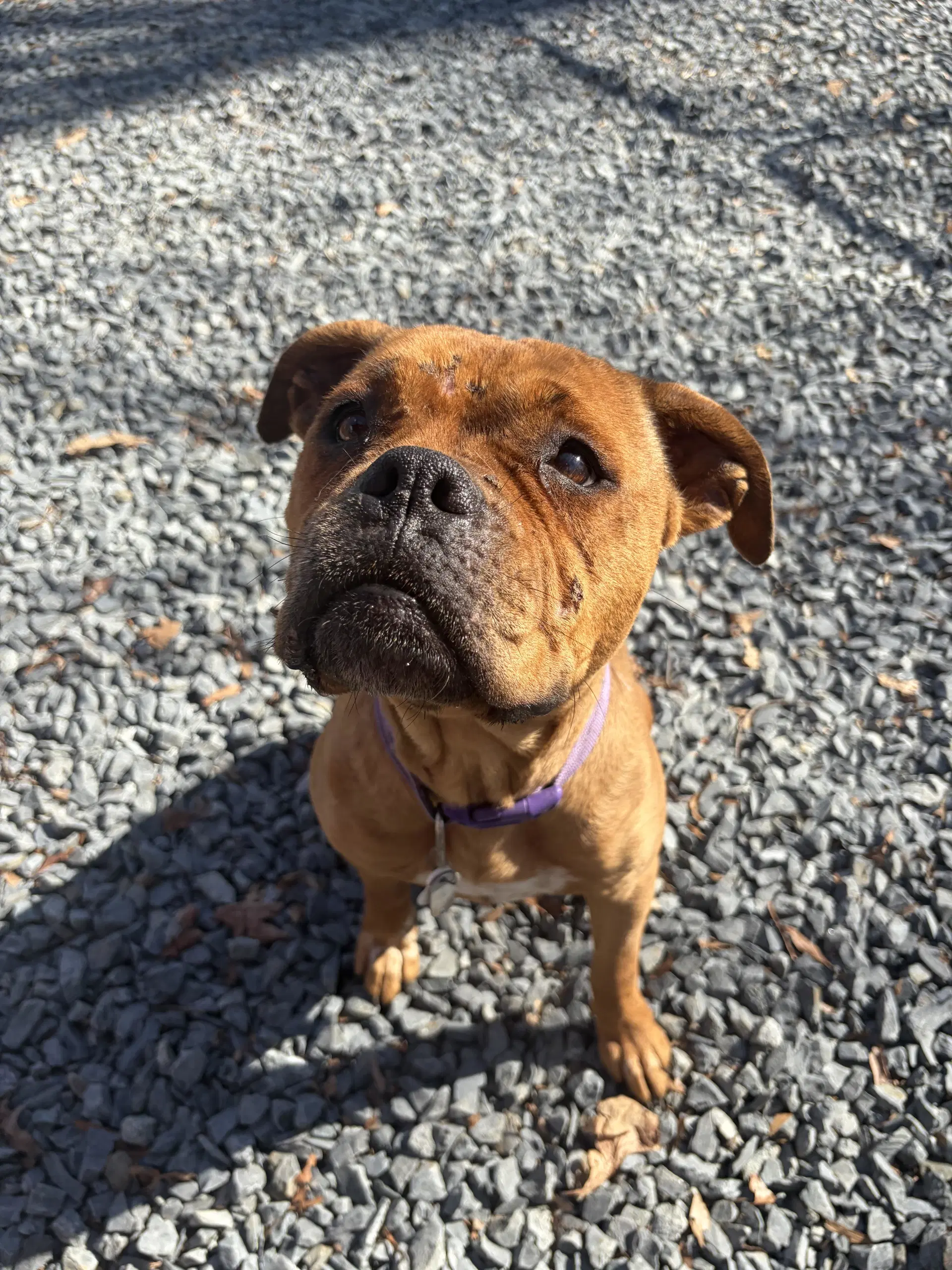 Roxie - Boxer