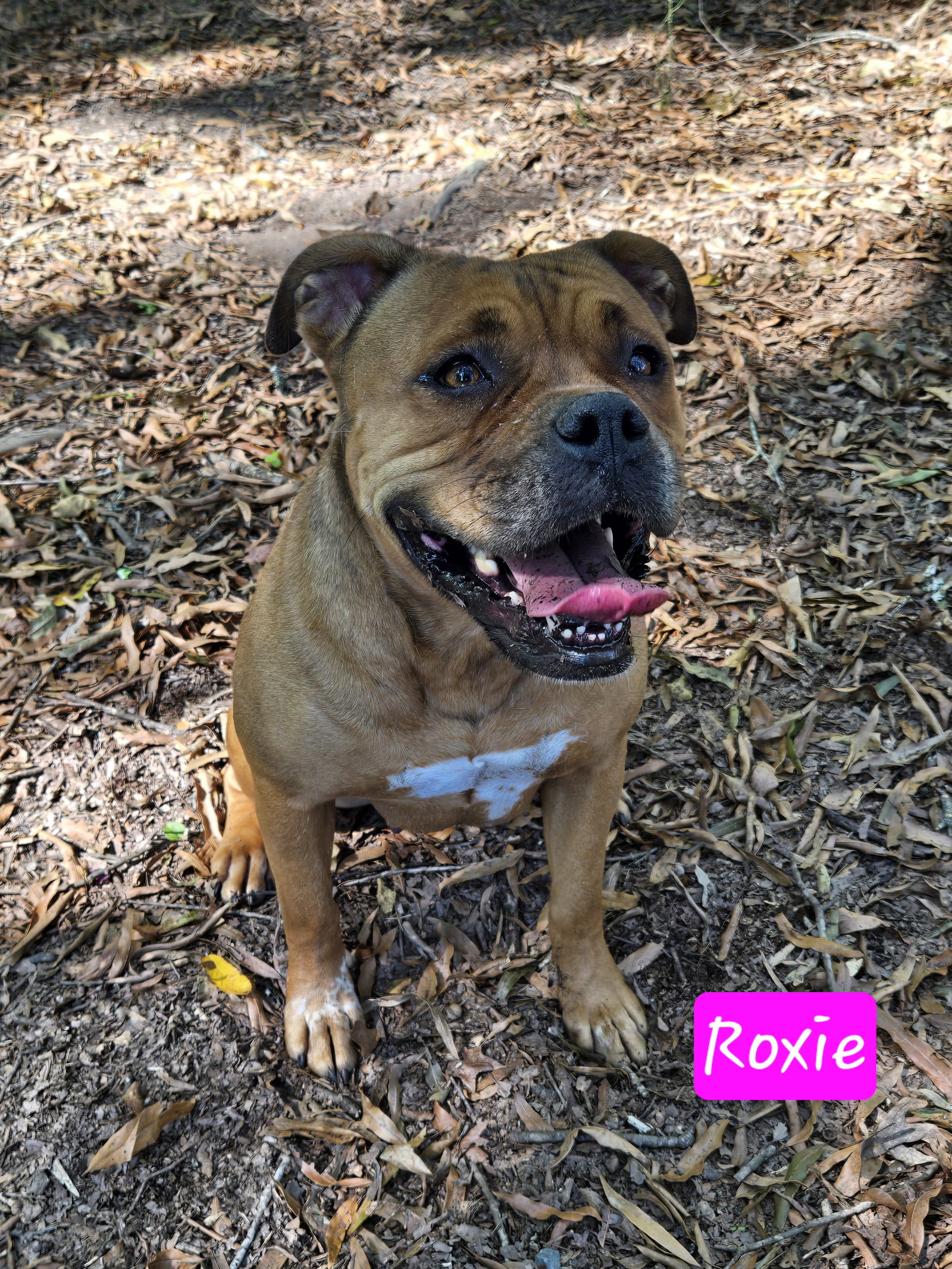 Roxie, photo 2