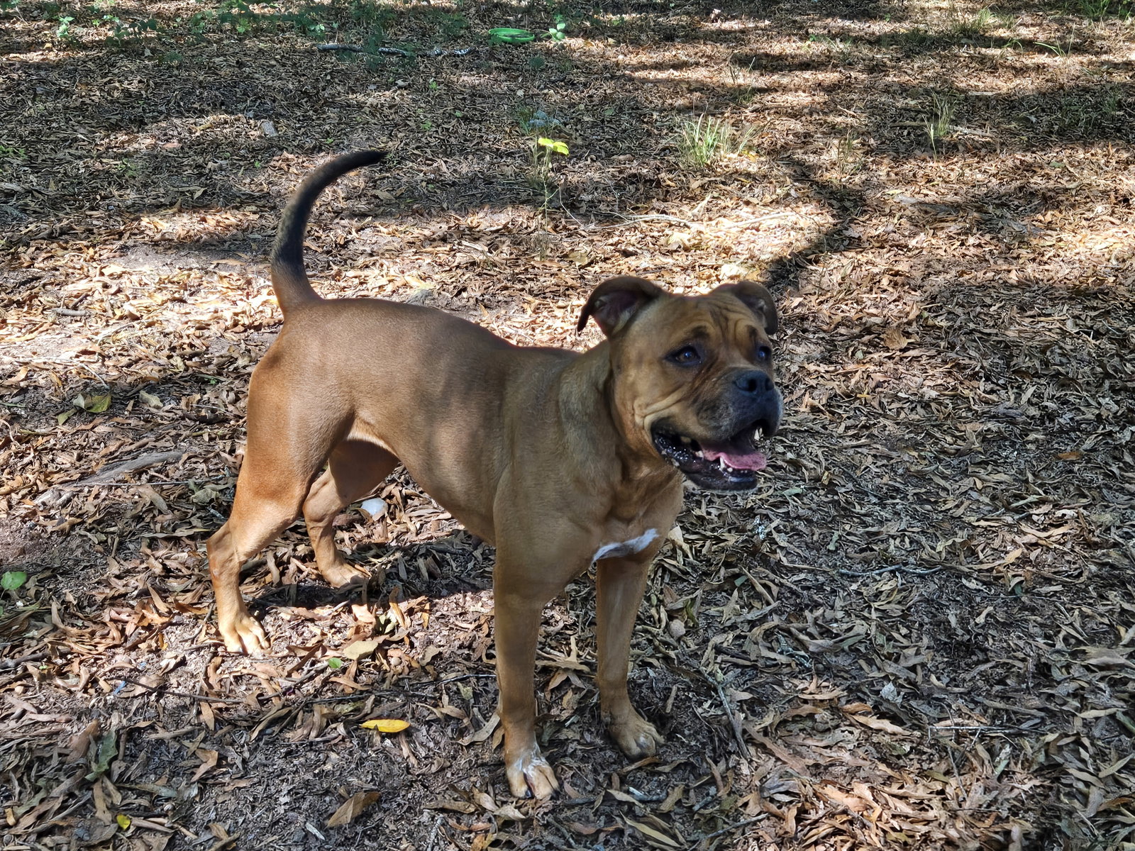 Roxie, photo 3