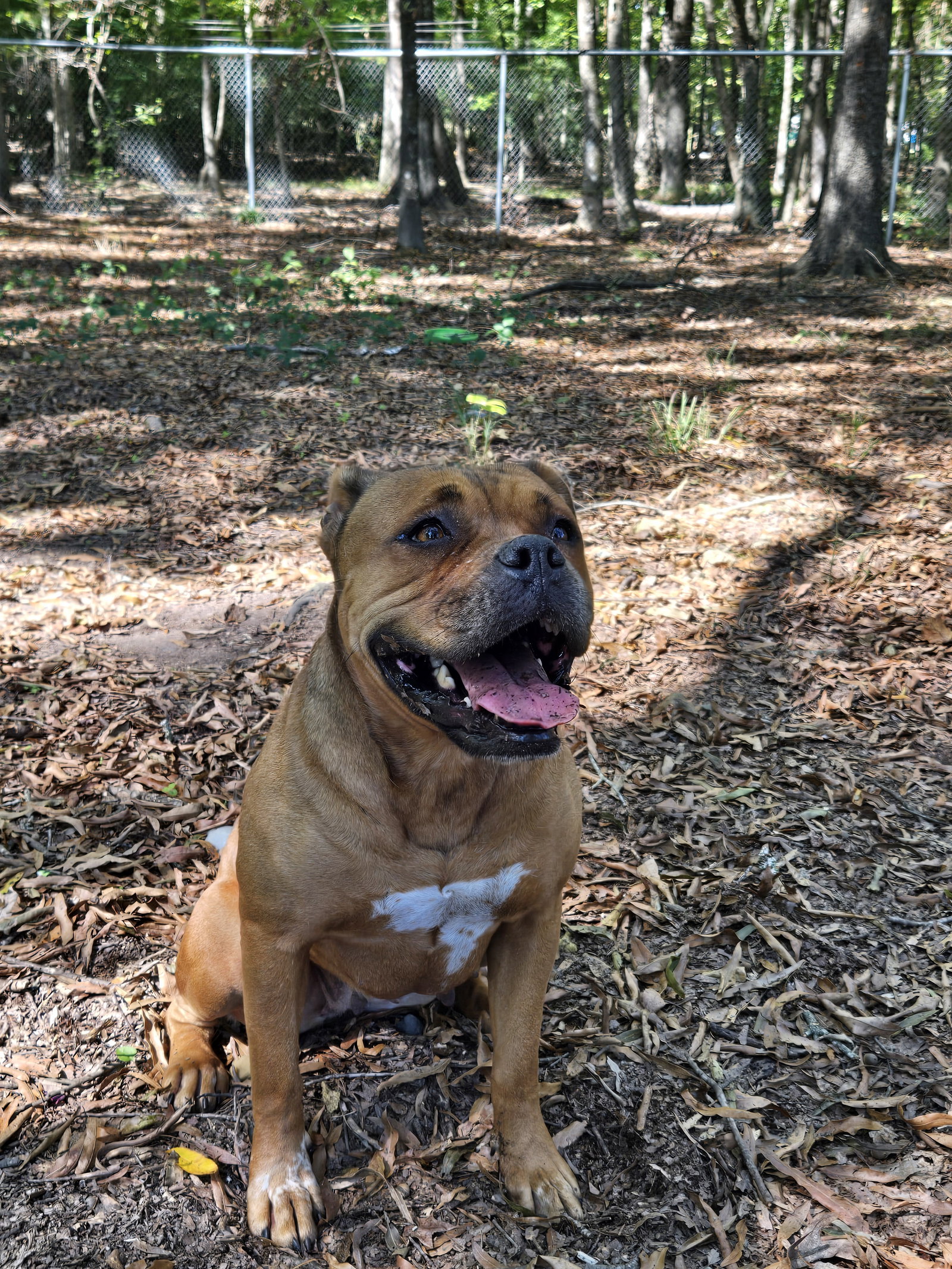 Roxie, photo 4