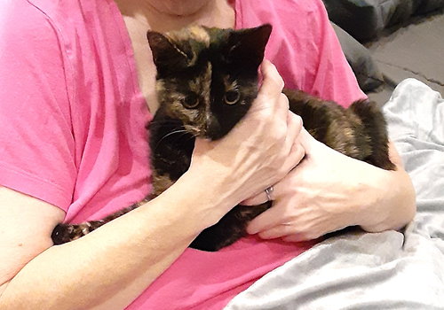 Tortia, an adoptable Domestic Short Hair in Albemarle, NC
