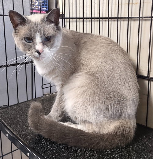 Snow Cream, an adoptable Siamese in Albemarle, NC