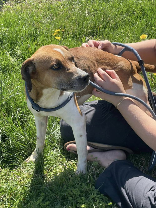 ViVi, an adoptable Beagle in Albemarle, NC