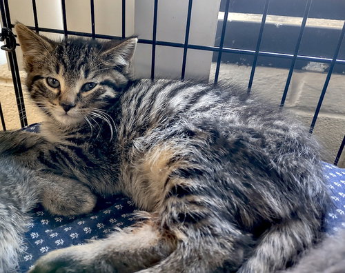 picture of the cat needing adoption