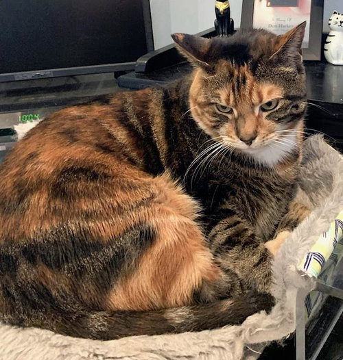 Sweet Pea, an adoptable Domestic Short Hair in Albemarle, NC
