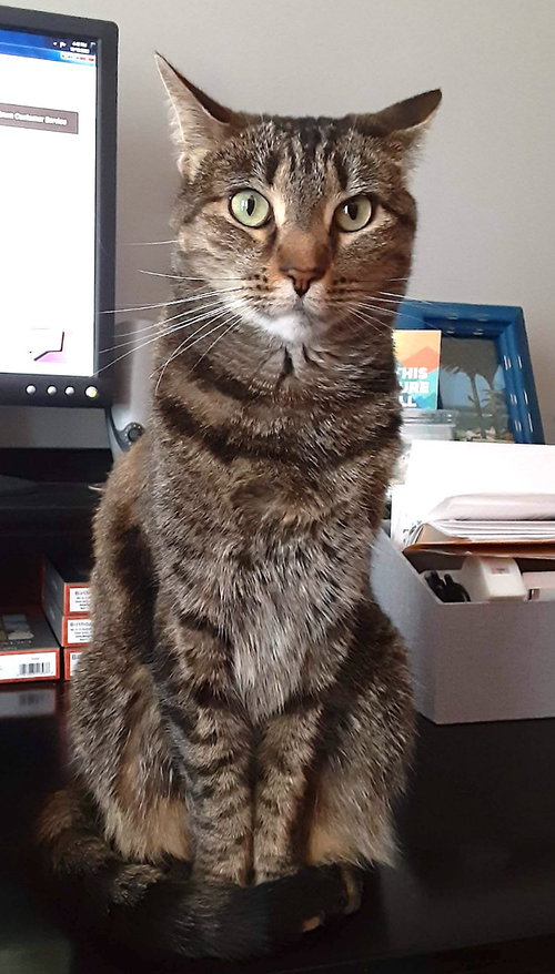 Tigress, an adoptable Domestic Short Hair in Albemarle, NC