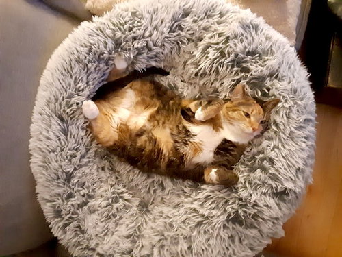Toucan, an adoptable Domestic Short Hair in Albemarle, NC