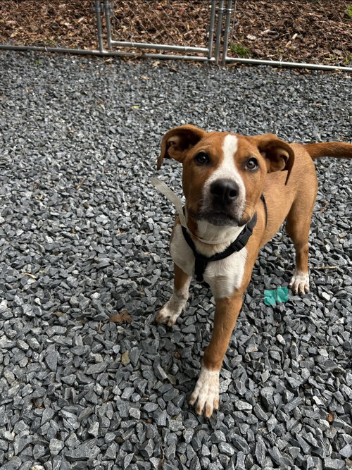 Owen, an adoptable American Pit Bull Terrier in Albemarle, NC
