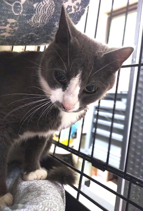 Sassy, an adoptable Domestic Short Hair in Albemarle, NC